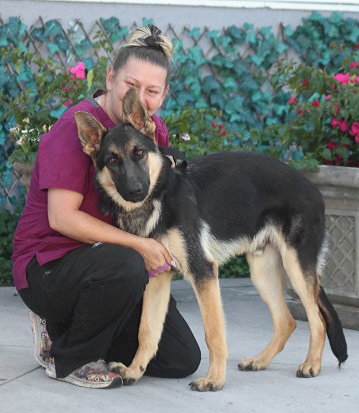 Hunter von Hunzel", an adoptable German Shepherd Dog Mix in Los Angeles, CA_image-6