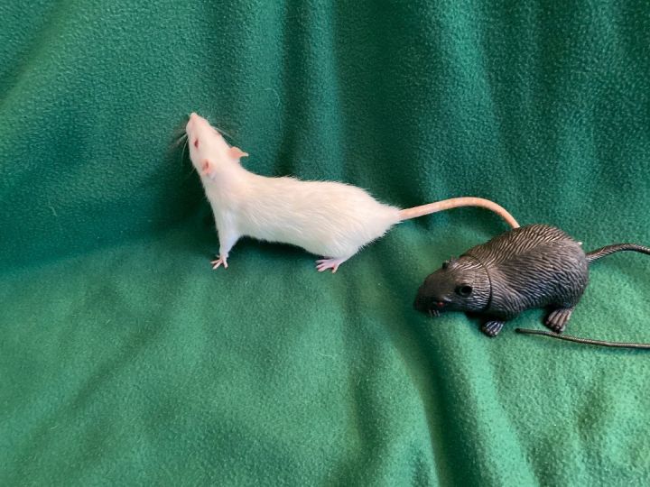 Morticia & Rochester 2