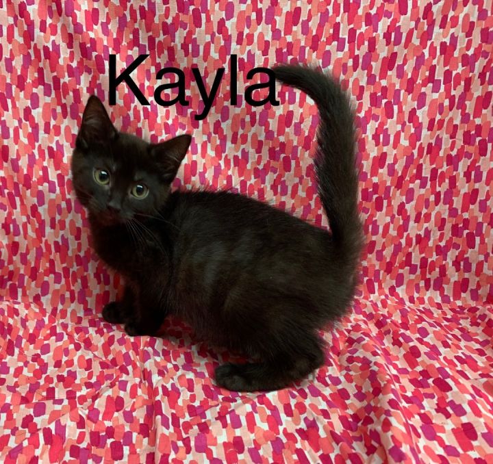 Bombay Kittens and Cats in Maryland - Buy or Adopt