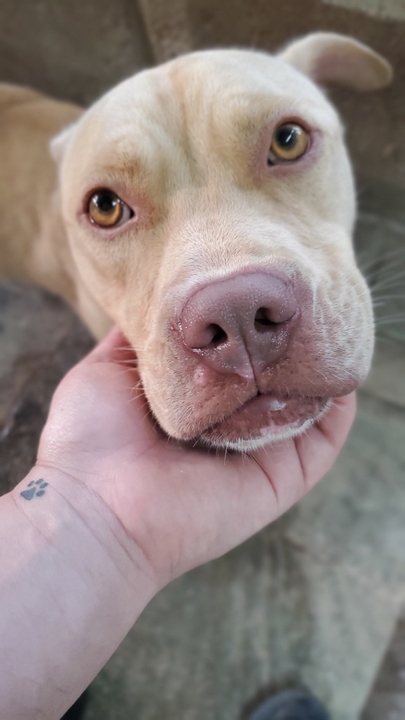 Bobo, an adoptable American Staffordshire Terrier, Boxer in Hartsville, SC, 29550 | Photo Image 5