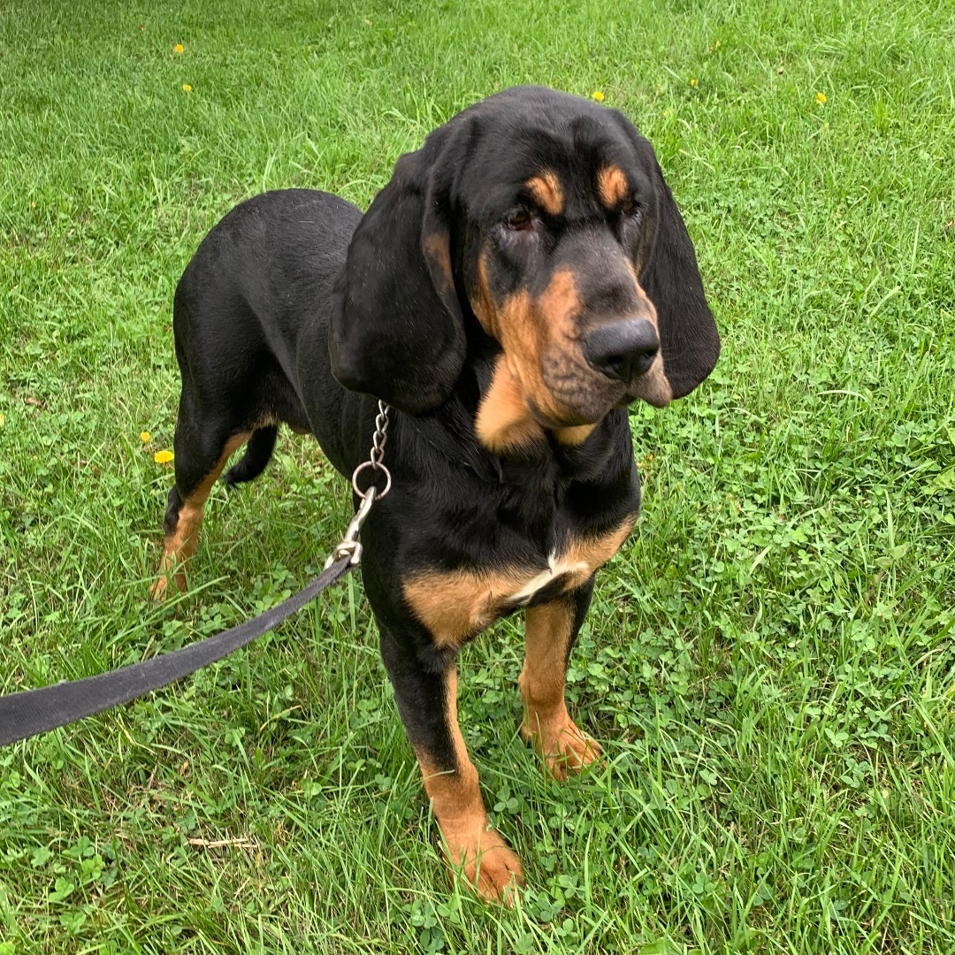 Jojo, an adoptable Bloodhound in Massena, NY, 13662 | Photo Image 2