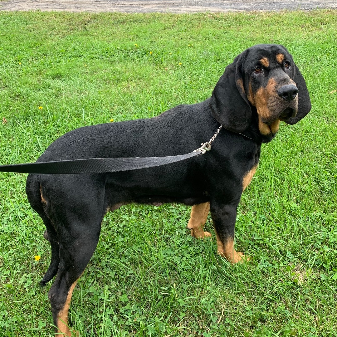 Jojo, an adoptable Bloodhound in Massena, NY, 13662 | Photo Image 1