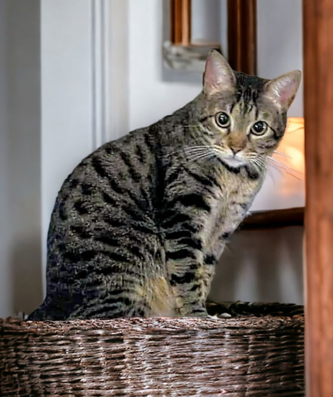 Little Bit (Bobtail), an adoptable Tabby in Knoxville, TN, 37917 | Photo Image 2
