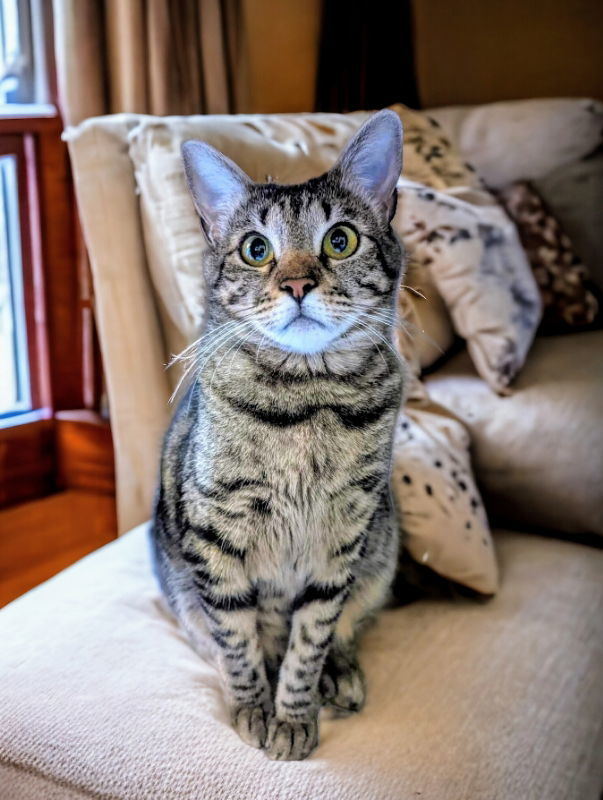 Little Bit (Bobtail), an adoptable Tabby in Knoxville, TN, 37917 | Photo Image 3