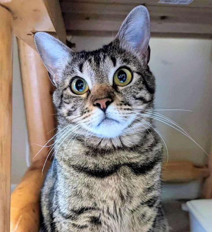 Little Bit (Bobtail), an adoptable Tabby in Knoxville, TN, 37917 | Photo Image 5