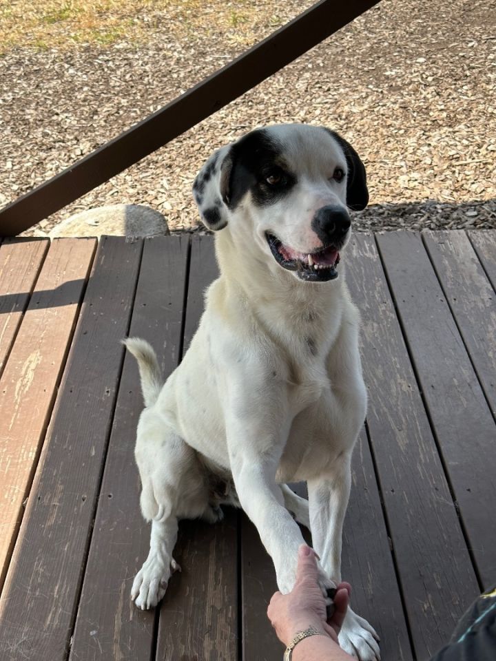 Snoopy , an adoptable Great Pyrenees Mix in Pacific, MO_image-2