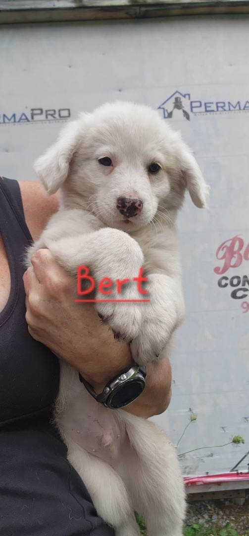 Bert, an adoptable Bernedoodle, Eskimo Dog in Kimball, MI, 48074 | Photo Image 1