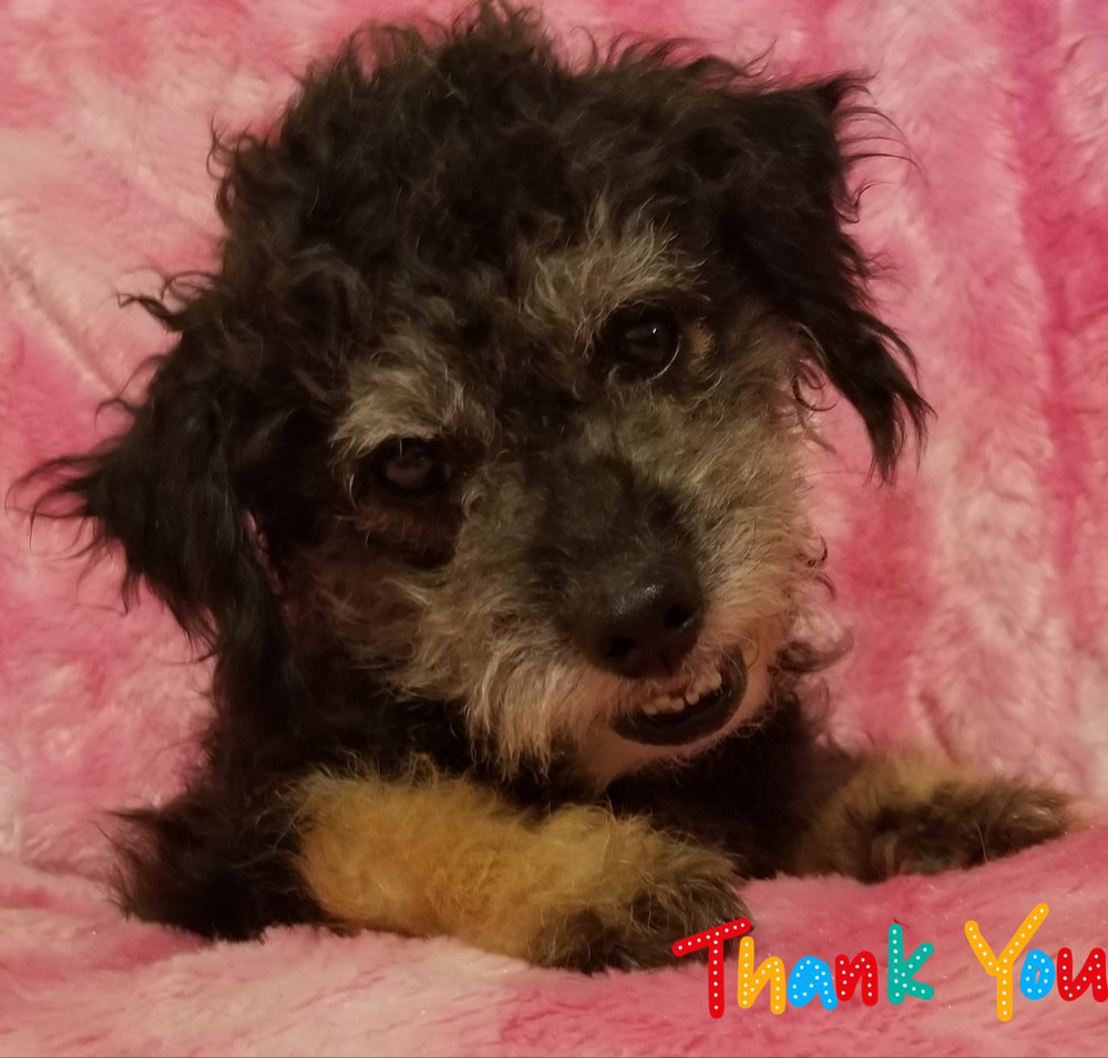Boo, an adoptable Poodle in Ocala, FL, 34475 | Photo Image 1