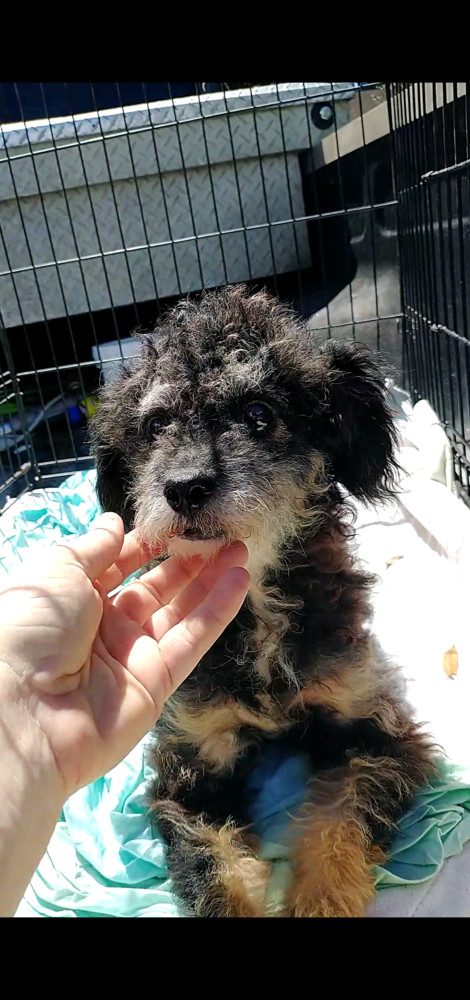 Boo, an adoptable Poodle in Ocala, FL, 34475 | Photo Image 2