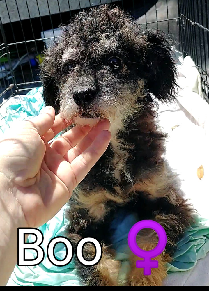 Boo, an adoptable Poodle in Ocala, FL, 34475 | Photo Image 3