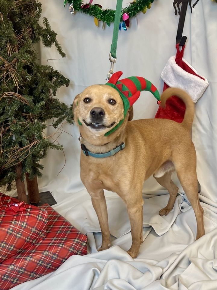 Benji, an adoptable Labrador Retriever & Terrier Mix in Jamestown, CA_image-1