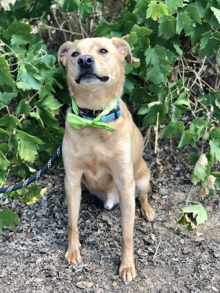 Benji, an adoptable Labrador Retriever & Terrier Mix in Jamestown, CA_image-4
