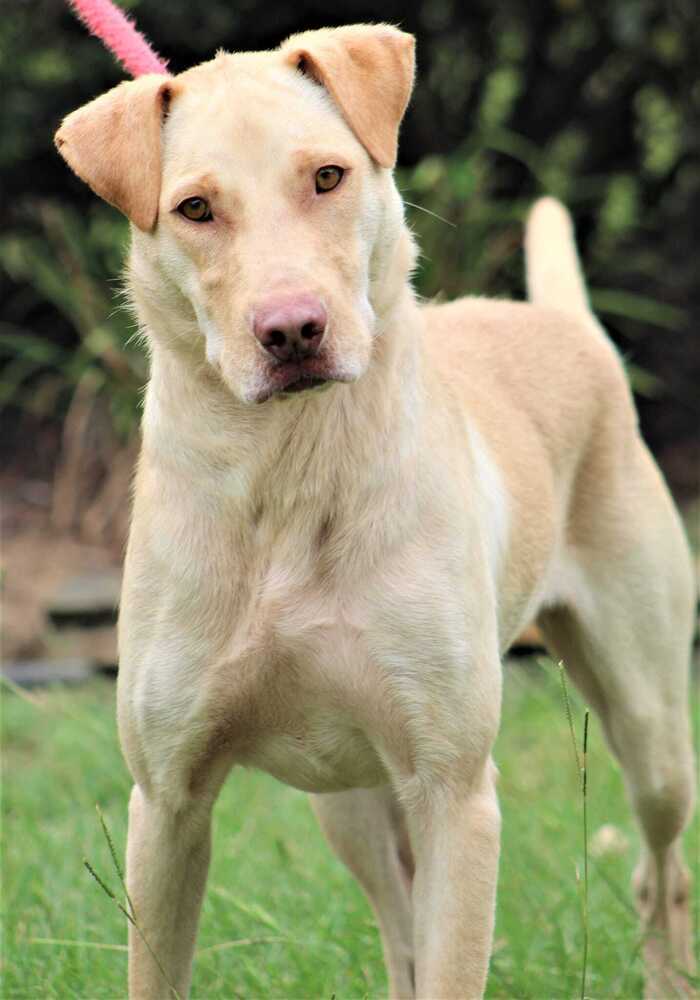Twix, an adoptable Labrador Retriever Mix in Breinigsville, PA_image-1