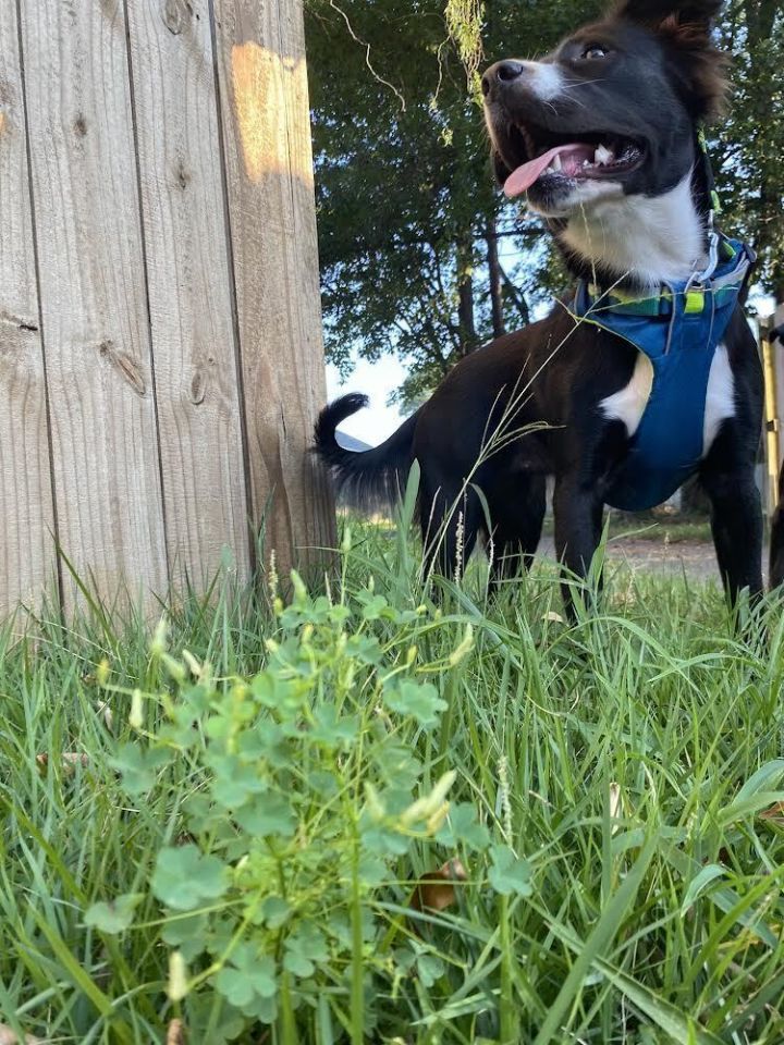 Dog for adoption Magnolia a Border Collie Mix in Oklahoma City