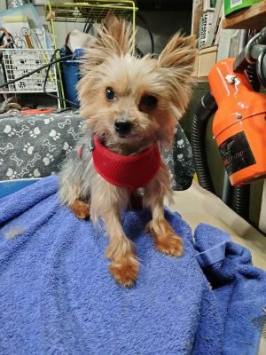 Yorkshire terrier hot sale petfinder