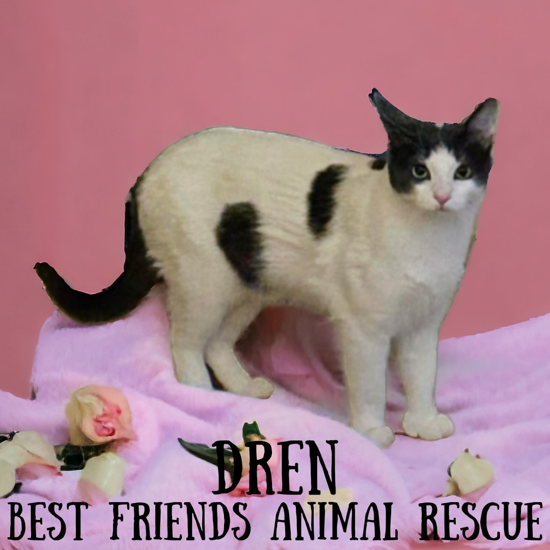 Dren, an adoptable Domestic Short Hair in Wasilla, AK, 99654 | Photo Image 2