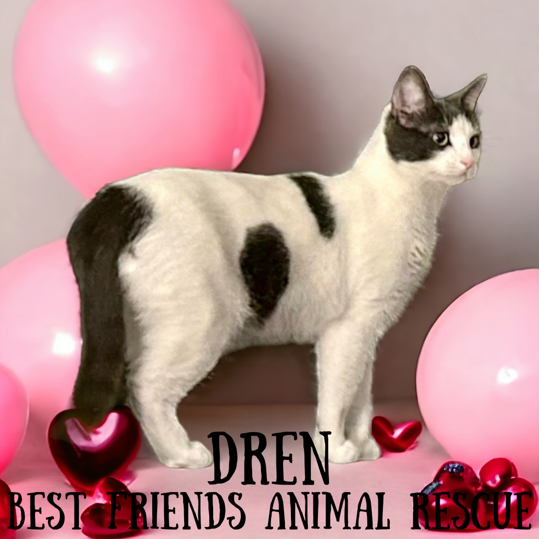 Dren, an adoptable Domestic Short Hair in Wasilla, AK, 99654 | Photo Image 3