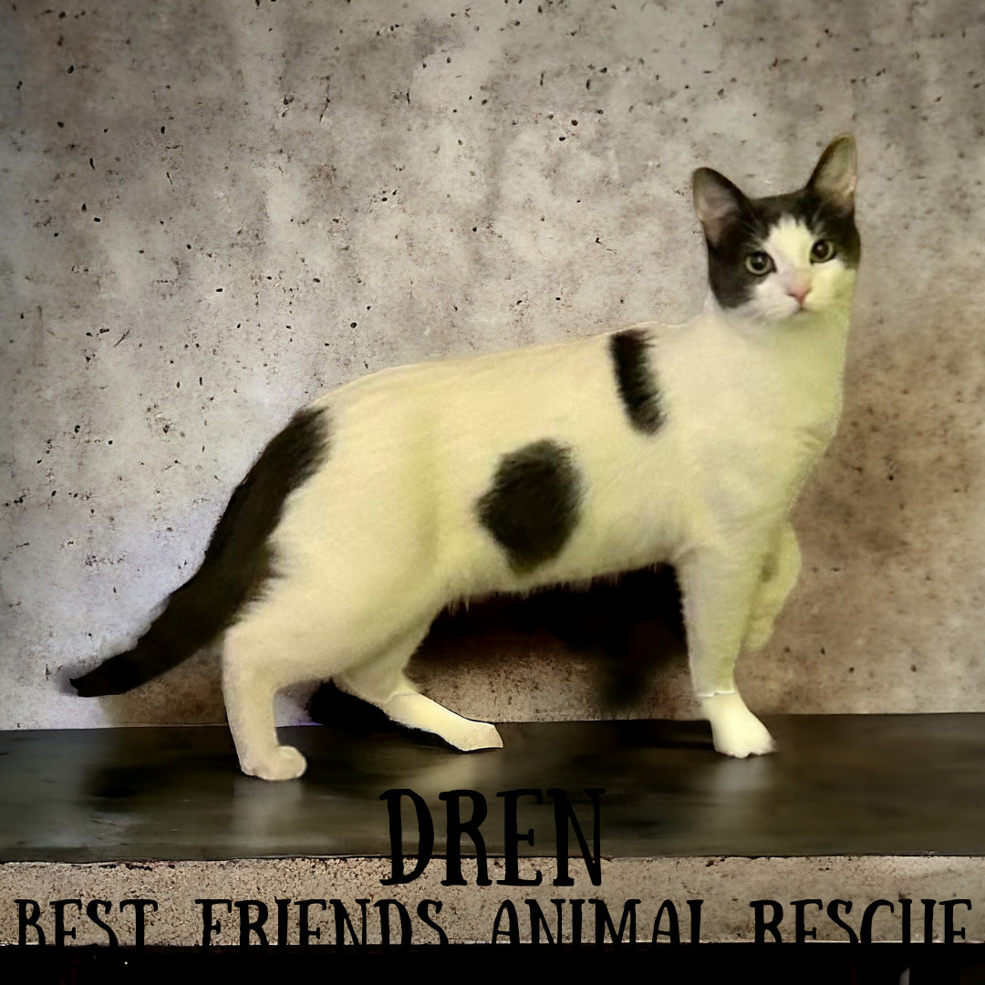 Dren, an adoptable Domestic Short Hair in Wasilla, AK, 99654 | Photo Image 4