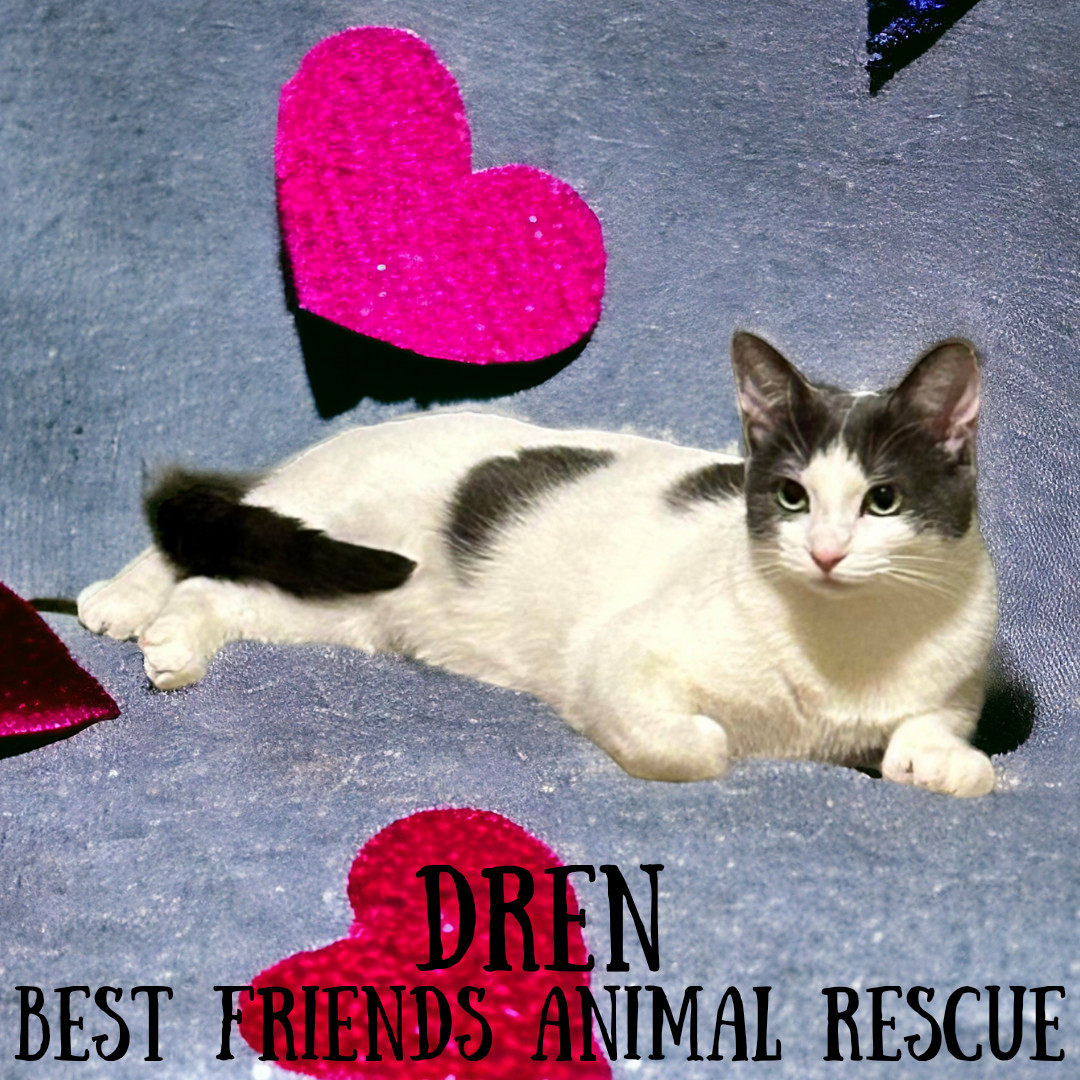 Dren, an adoptable Domestic Short Hair in Wasilla, AK, 99654 | Photo Image 6