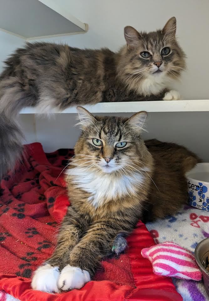 Hemi and Whoola, an adoptable Domestic Long Hair Mix in Bellingham, WA_image-2