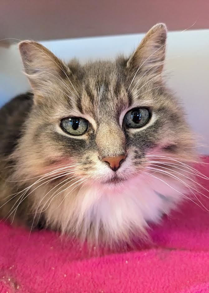 Hemi and Whoola, an adoptable Domestic Long Hair Mix in Bellingham, WA_image-6