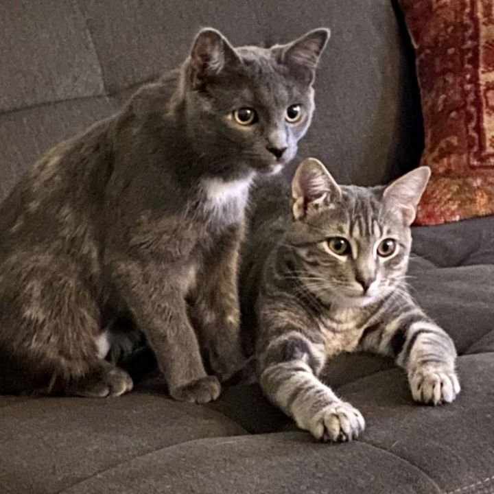 Blossom and Bubbles (Bonded Pair), an adopted Domestic Short Hair in Minneapolis, MN_image-1