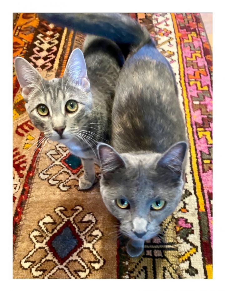 Blossom and Bubbles (Bonded Pair), an adopted Domestic Short Hair in Minneapolis, MN_image-3