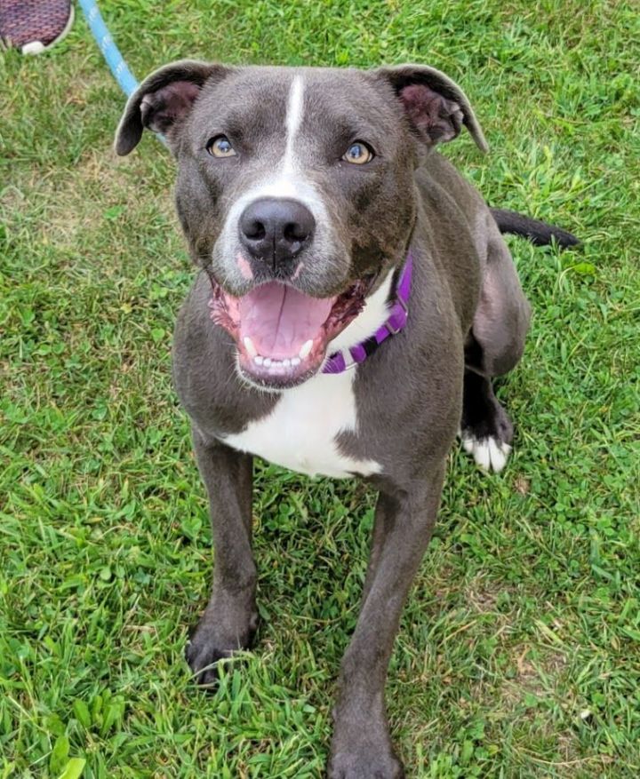 Princess, an adoptable Pit Bull Terrier in Lisbon, OH_image-2