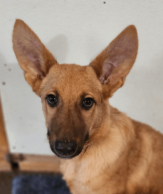 Blaine, an adopted German Shepherd Dog in Sawyer, ND_image-1