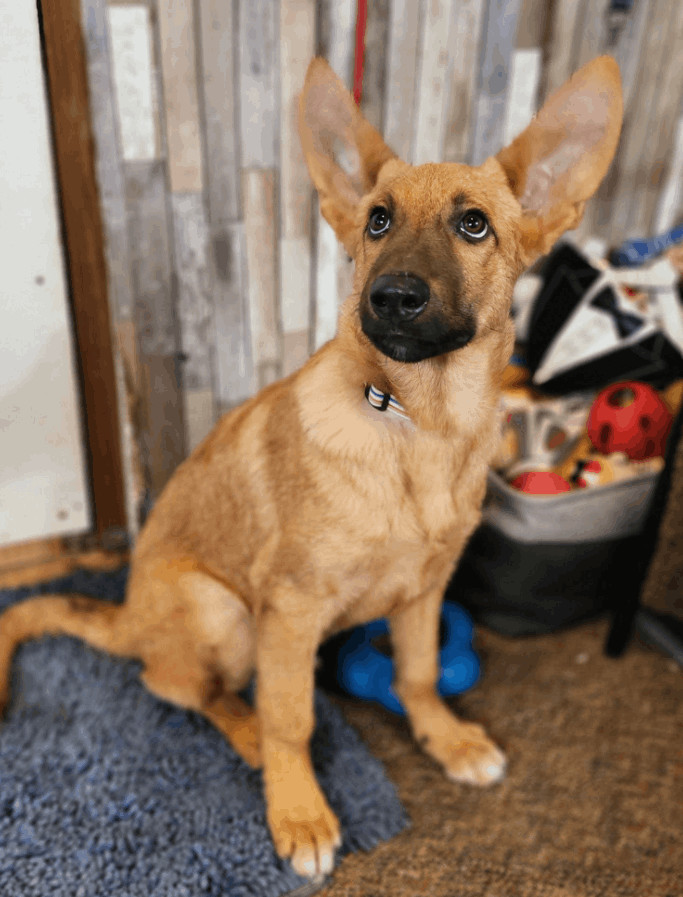 Blaine, an adopted German Shepherd Dog in Sawyer, ND_image-3
