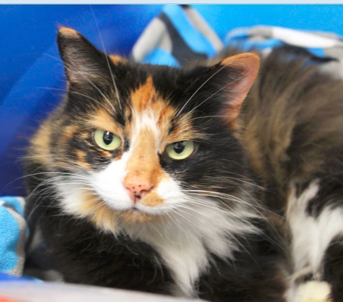 Aveline, an adoptable Calico in Stanstead, QC_image-1