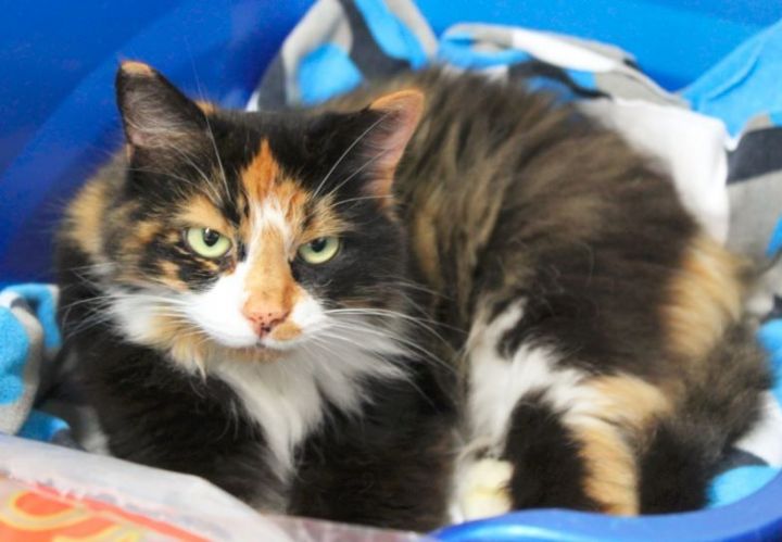 Aveline, an adoptable Calico in Stanstead, QC_image-4