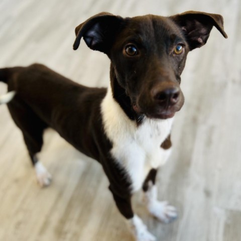 Charlie 2