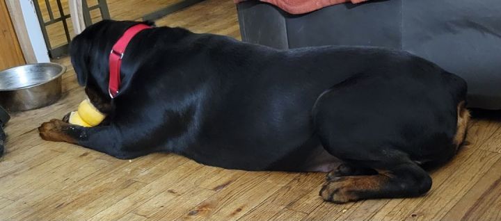 Priscilla, an adoptable Rottweiler in Perkasie, PA_image-5