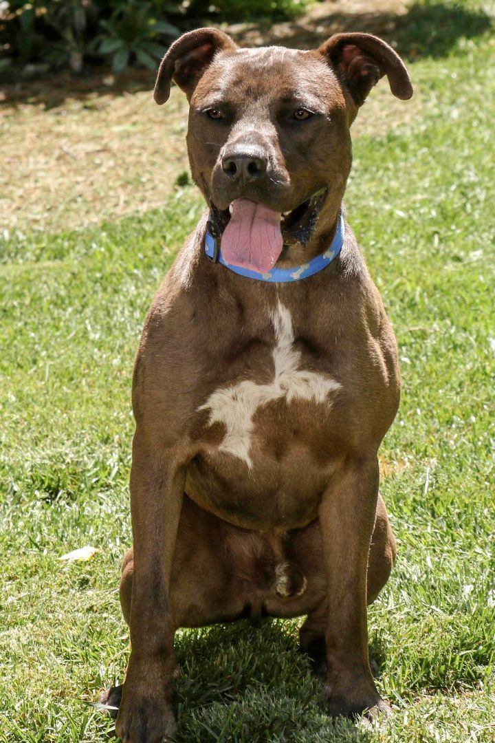 Johnny, an adoptable Pit Bull Terrier in Cashiers, NC_image-3