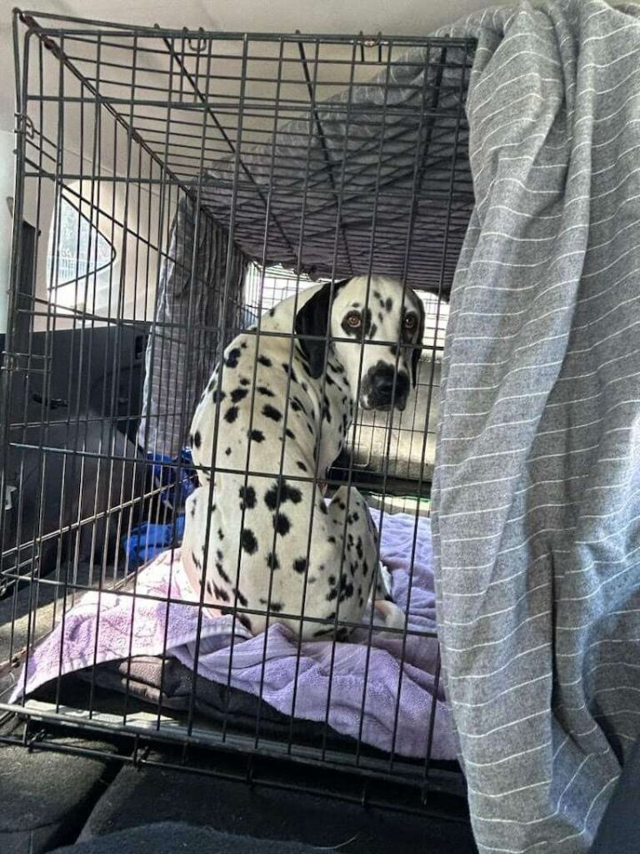 SPOT - in Southern CA 1