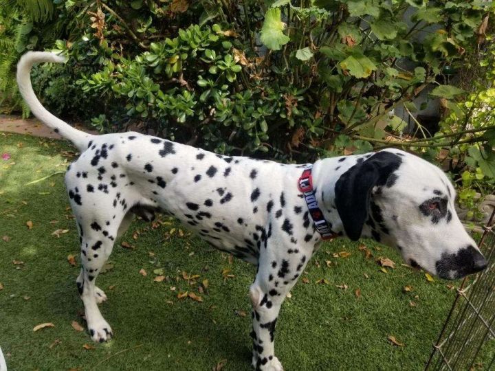 SPOT - in Southern CA, an adoptable Dalmatian in San Diego, CA_image-2