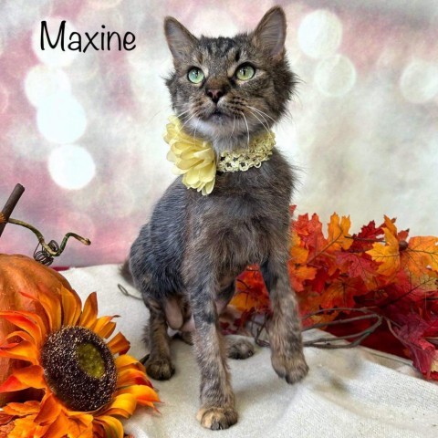 Maxine