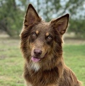 Hickory, an adoptable Australian Shepherd & Border Collie Mix in Pittsburgh, PA_image-6