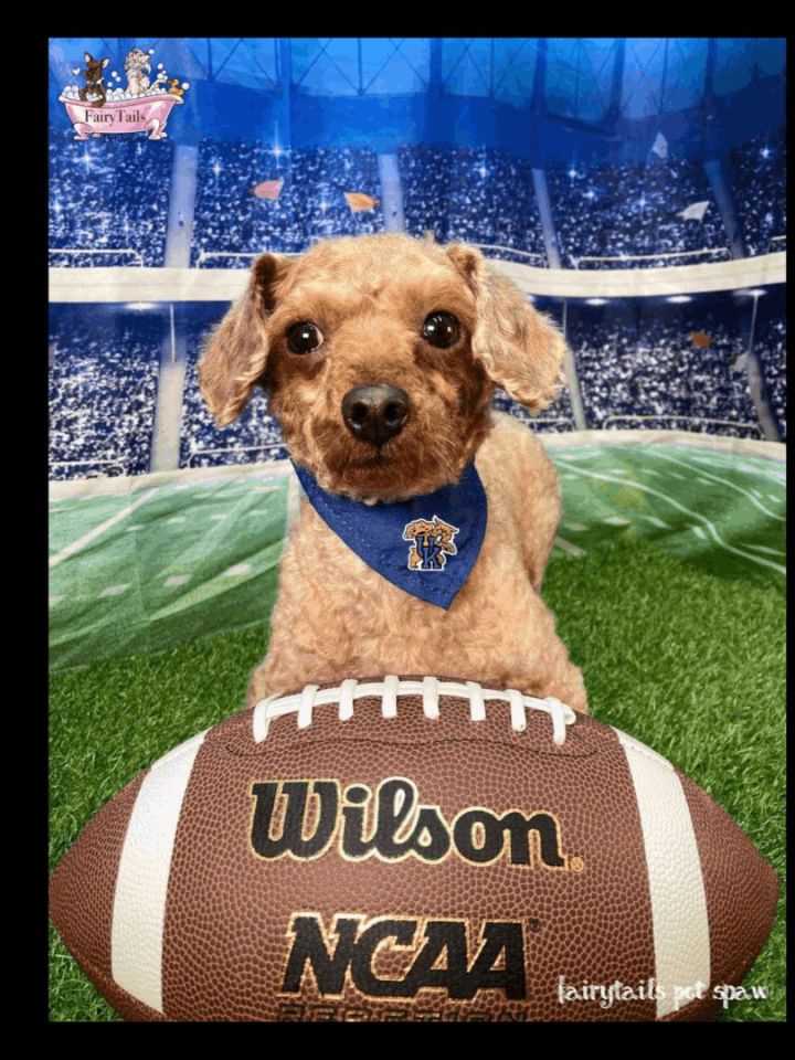 Zion Childress, an adoptable Miniature Poodle in Winchester, KY_image-2