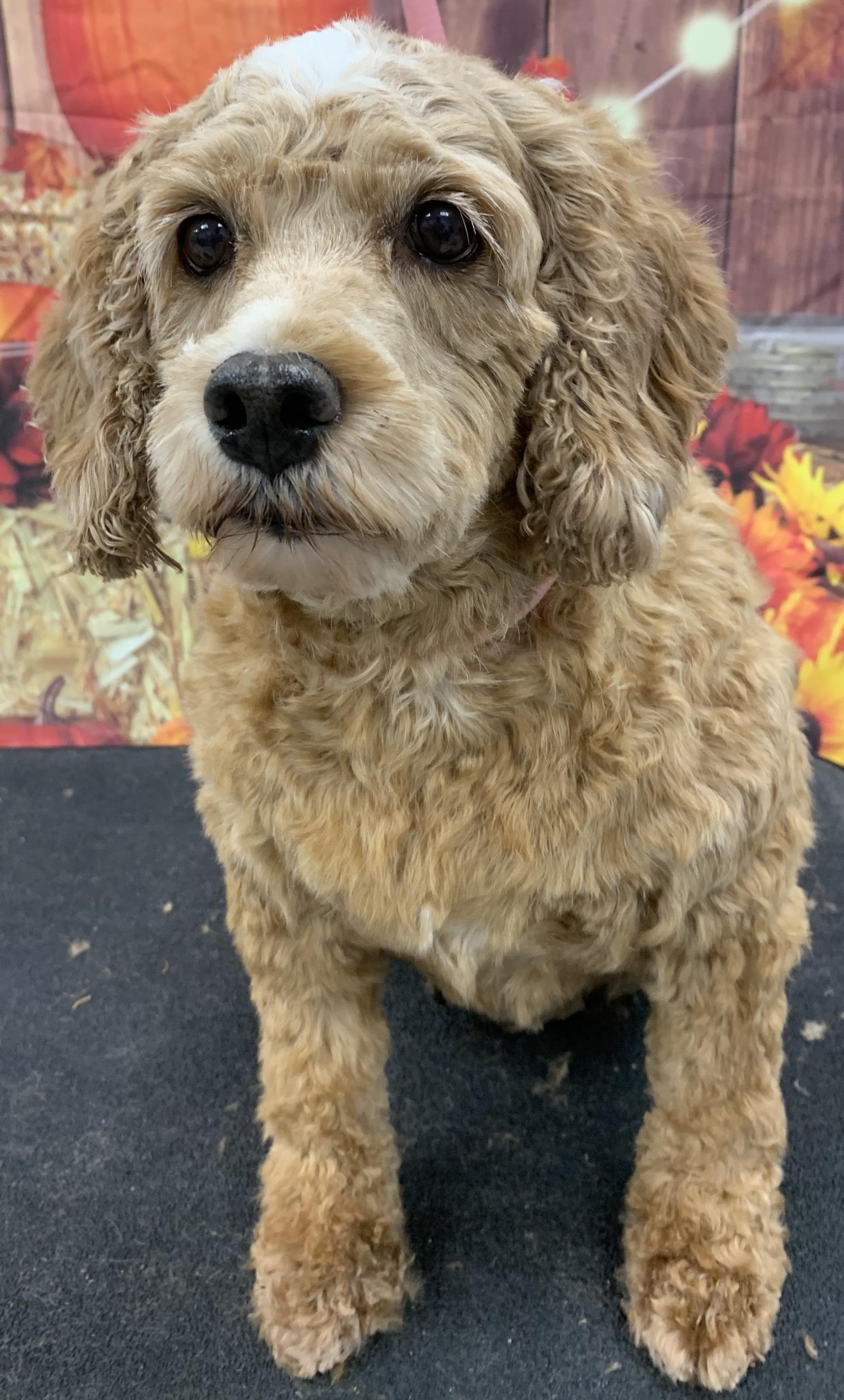 Macy, an adoptable Cockapoo in Westminster, MD, 21158 | Photo Image 1