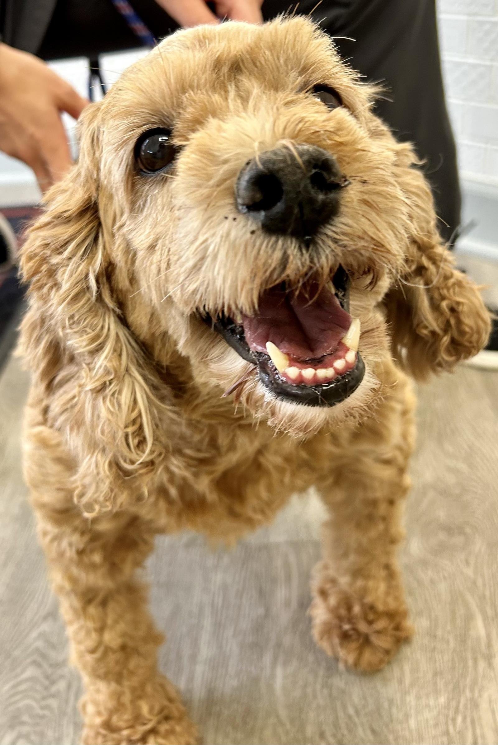 Macy, an adoptable Cockapoo in Westminster, MD, 21158 | Photo Image 3