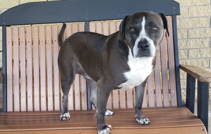Bindi, an adoptable American Staffordshire Terrier Mix in Saint Augustine, FL_image-3