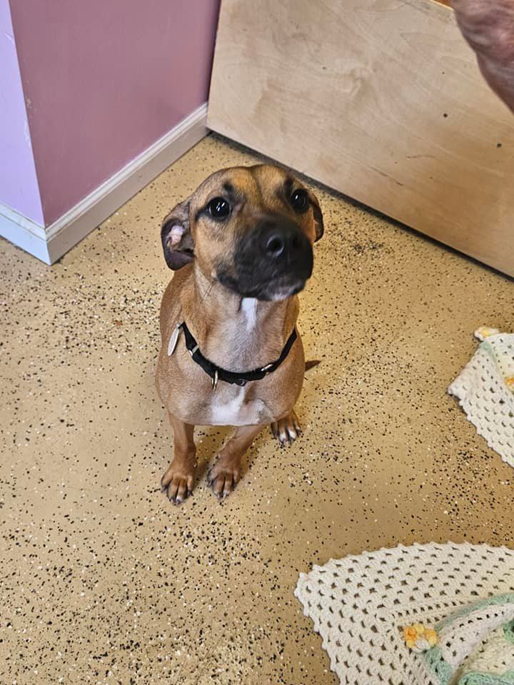 Lacie, an adoptable Black Mouth Cur in ONeill, NE, 68763 | Photo Image 2