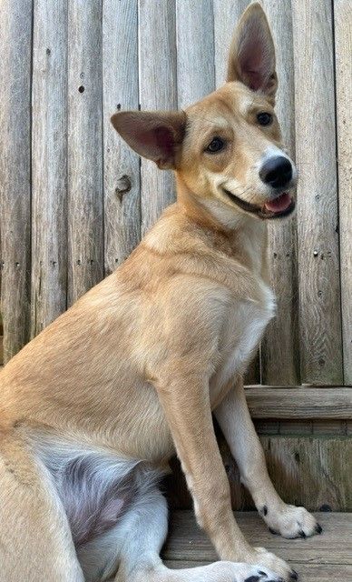 Phoebe *HERE IN NH* 2