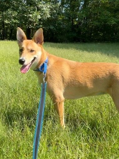 Phoebe *HERE IN NH* 6