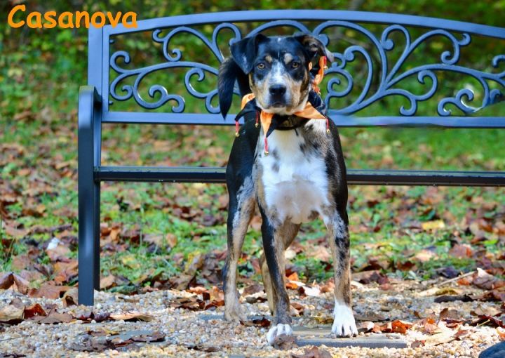 Casanova, an adopted Catahoula Leopard Dog Mix in Sevierville, TN_image-2