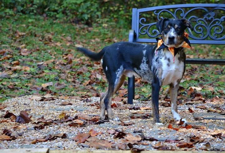 Casanova, an adopted Catahoula Leopard Dog Mix in Sevierville, TN_image-4