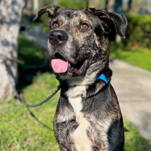 Tampa Bay area pets available for adoption