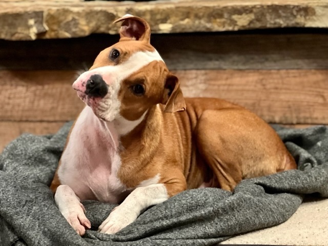 Dog for adoption Udder Butter a Boxer Pit Bull Terrier Mix in